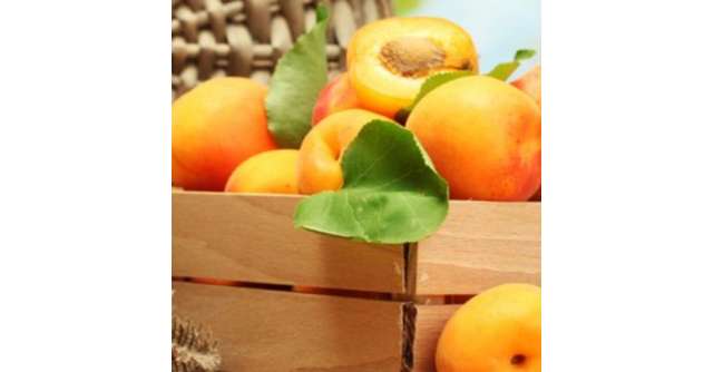 Caisele, fructele cu ENERGIA SOARELUI: Afla 5 BENEFICII extraordinare pentru organismul uman ale caiselor!