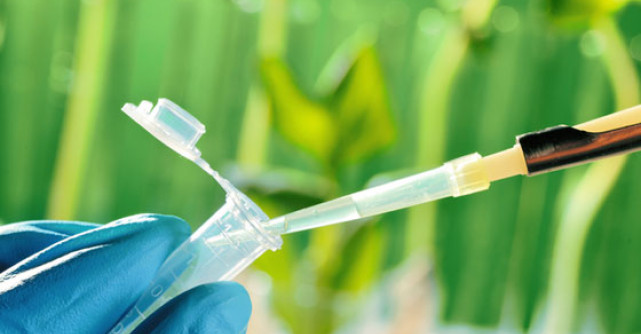 Antibiotice din plante 