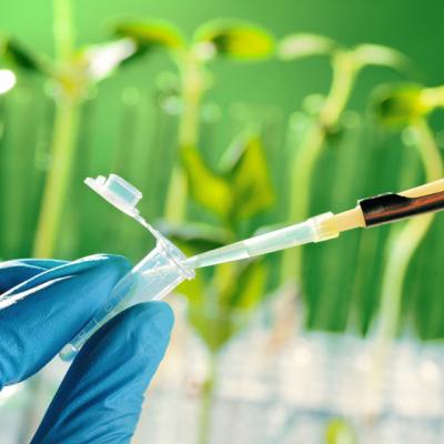 Antibiotice din plante 