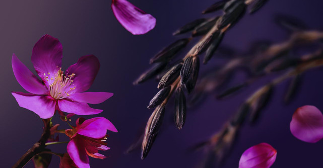 RITUALS TRANSFORMĂ EDIȚIA LIMITATĂ BESTSELLER THE RITUAL OF YOZAKURA ÎNTR-O COLECȚIE PERMANENTĂ