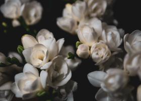 Frezii - ghid complet de plantare, îngrijire și cultivare