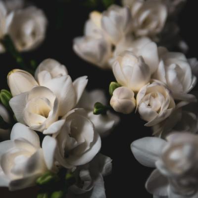 Frezii - ghid complet de plantare, îngrijire și cultivare