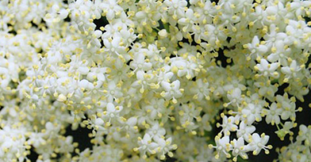 Ce NU stiai despre FLORILE si FRUCTELE de soc