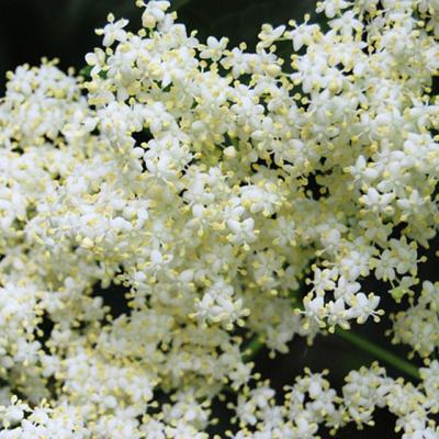 Ce NU stiai despre FLORILE si FRUCTELE de soc