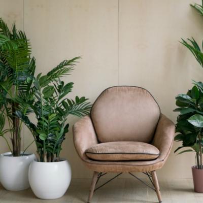 Top 5 plante de apartament rezistente