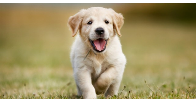 Lectii de viata pe care le-am invatat de la catelul meu