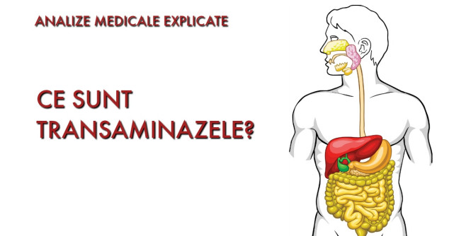 Ce sunt TRANSAMINAZELE? Analize medicale explicate