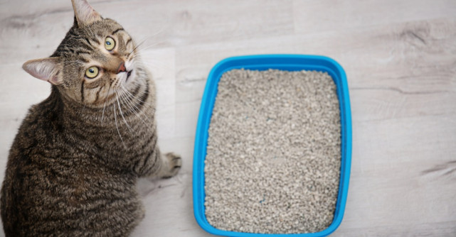 La cât timp se curăță litiera pisicii
