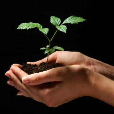 Beneficiile semintelor de in