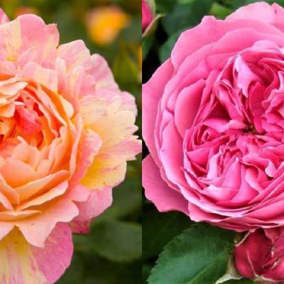 Top 5 cei mai frumoși trandafiri de gradină ai anului 2023
