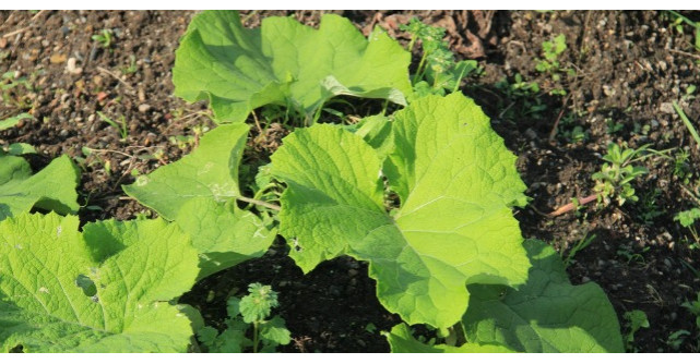 Este cea mai banala buruiana, insa are efecte miraculoase. Trateaza diabetul, reumatismul si acneea