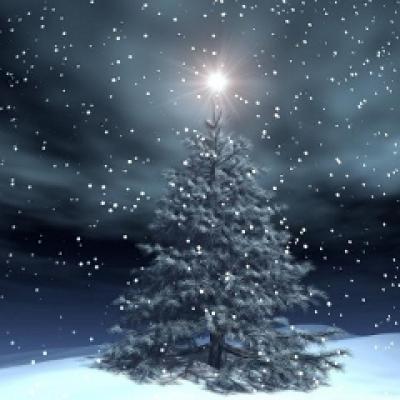 Imparte bucurie impreuna cu Magazinul de Brazi!