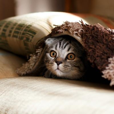 De ce pisicilor le place catnip(iarba mâței)?