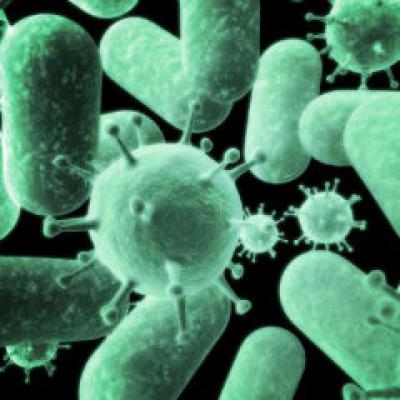 Cercetarea daneza in domeniul celulelor stem