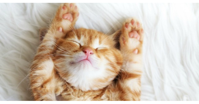 Ce beneficii iti aduce torsul pisicii?