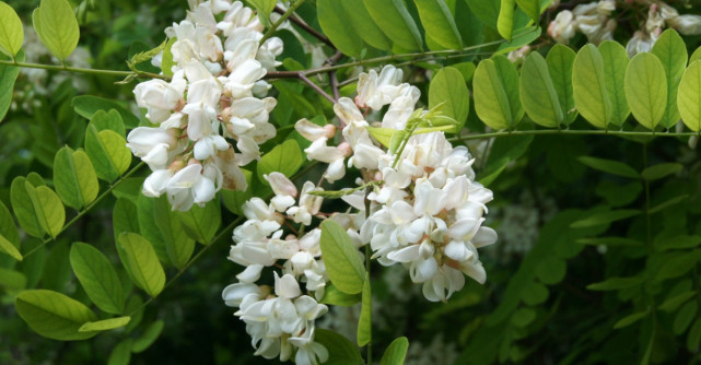 Gogoși cu flori de salcâm