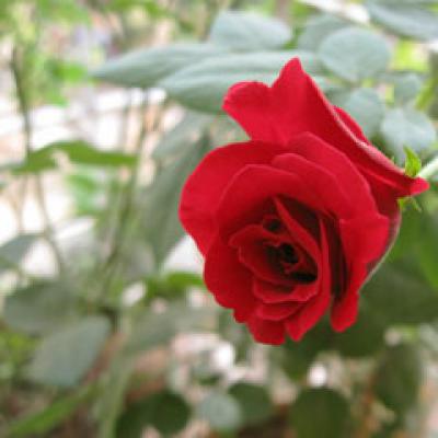 Depresia - o boala a omului modern