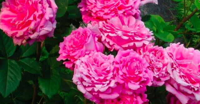 Secretele, beneficiile și modul de preparare corect al apei de trandafiri