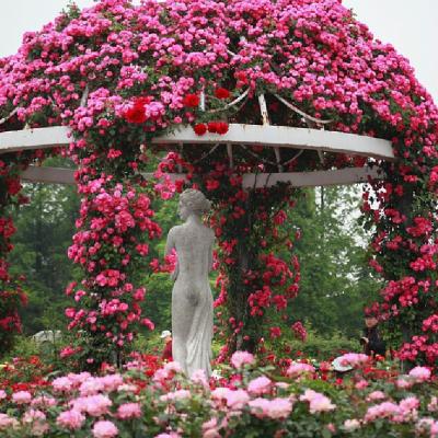 Top 10 cele mai frumoase grădini de trandafiri din lume