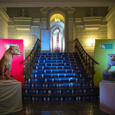 Art Safari și Muzeul Antipa prelungesc expozițiile temporare simultane