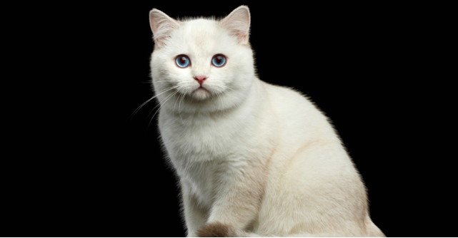 Zodiacul felinelor: Afla ce zodie este pisica ta