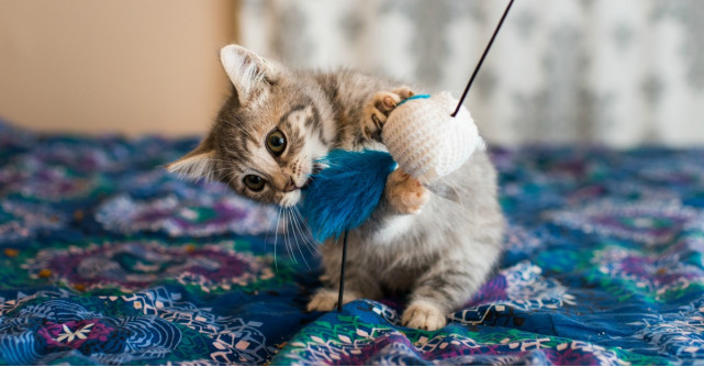 Cele mai interactive jucarii pentru pisici 