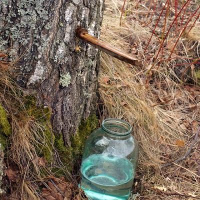 Seva de MESTEACAN: un extraordinar PANACEU natural