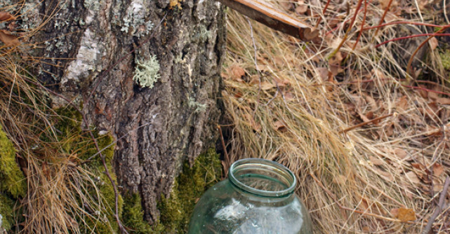 Seva de MESTEACAN: un extraordinar PANACEU natural