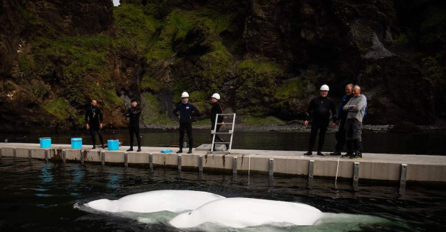 Maria Nila demarează noua campanie de caritate de Ziua Mondială a Veganilor