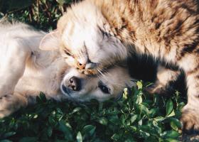 Ajută-ne să deschidem primul spital social veterinar din țară. Fiecare donație aduce o viață mai aproape de vindecare