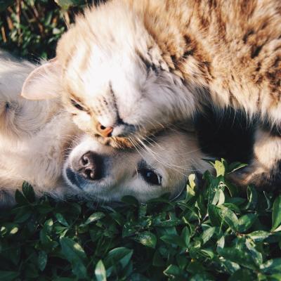 Ajută-ne să deschidem primul spital social veterinar din țară. Fiecare donație aduce o viață mai aproape de vindecare