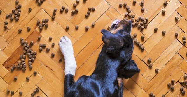 Hrană uscată pentru câini: calitate la prețuri mici