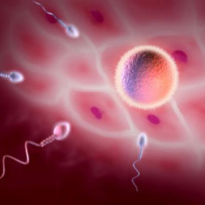 Program de fertilizare in vitro