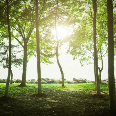 De cati copaci e nevoie pentru a reduce poluarea cu dioxid de carbon