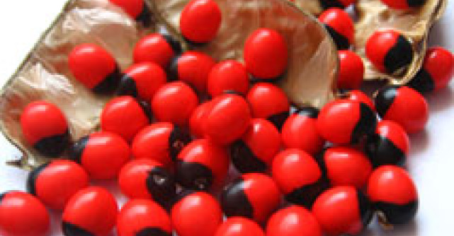 Din misterele vracilor: Terapia cu seminte