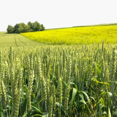 Mondelez International extinde programul pentru grâu sustenabil, pentru a acoperi  100% portofoliul european de biscuiți