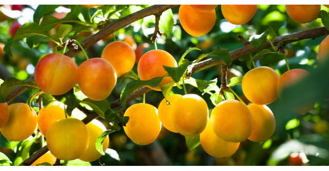 Efectele miraculoase ale corcoduselor pentru sanatate. Cum trebuie sa le mananci