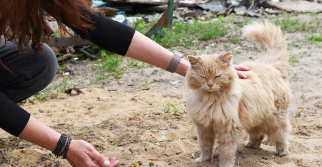 Asociația Kola Kariola sare în ajutorul animalelor afectate de explozia din Rahova: „Putem oferi sprijin medical imediat”