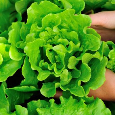 Cum alegi cea mai bună salată verde?
