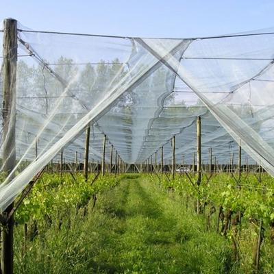 Vrei să pornești o afacere profitabilă? Investete in echipamente sere si solarii!