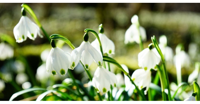 Trei remedii vindecatoare cu ghiocei. Sigur nu stiai ca-i poti folosi asa!
