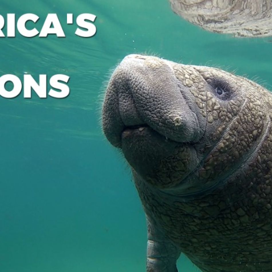 NOUTĂȚI ÎN APLICAȚIA FOCUS SAT:  SERIALELE C.A.U.G.H.T. ȘI NOAPTE ÎN PARADIS,  ALĂTURI DE ZECI DE DOCUMENTARE LOVE NATURE VOD