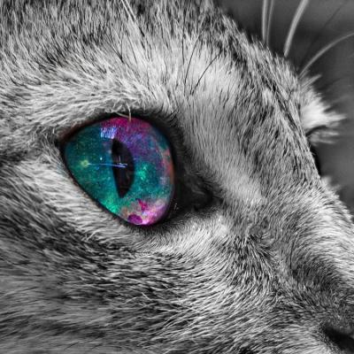 Oamenii de știință confirmă: Pisicile și câinii pot vedea spirite 