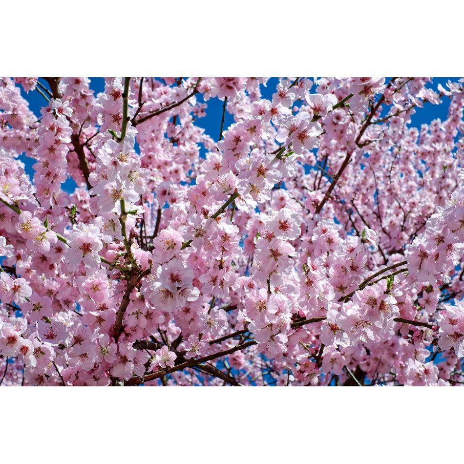  Despre ciresi si iubire