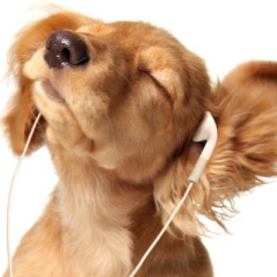 5 clipuri funny de pe bloguri