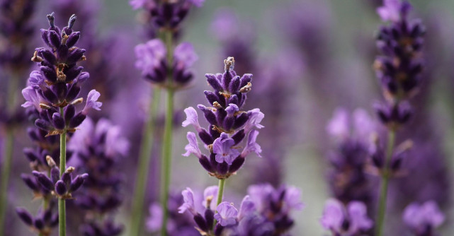 Astrologie: Horoscopul florilor de nastere