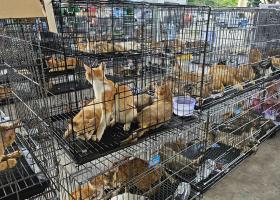 Peste 400 de pisici salvate din comerțul cu carne de pisică din Vietnam