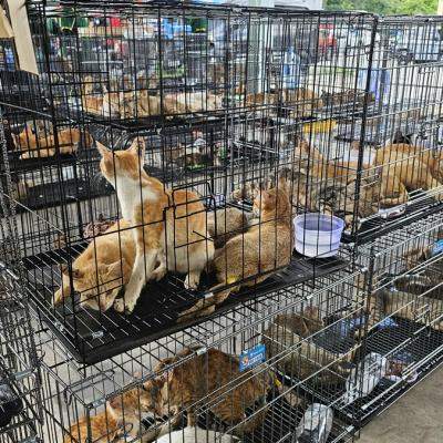 Peste 400 de pisici salvate din comerțul cu carne de pisică din Vietnam