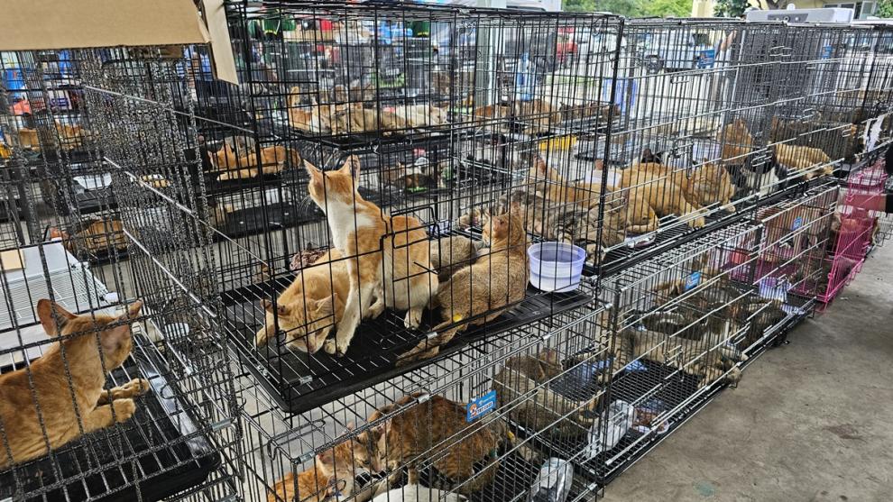 Peste 400 de pisici salvate din comerțul cu carne de pisică din Vietnam
