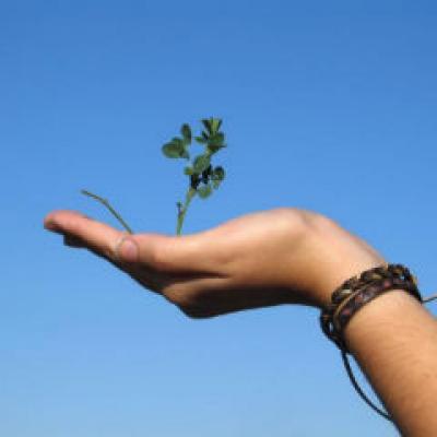 Calitatile medicinale ale Cimbrului